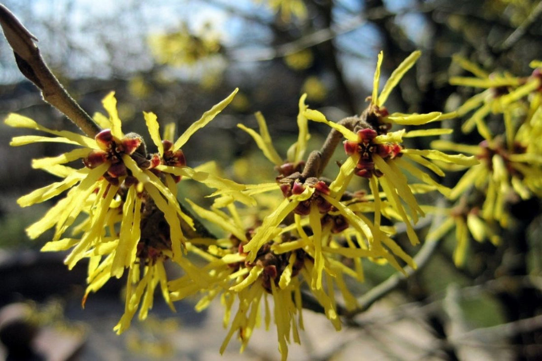 Discover 12 practical witch hazel uses for skin, hair and around the home. Learn how this natural botanical extract can support your daily skincare, haircare and cleaning routine.
