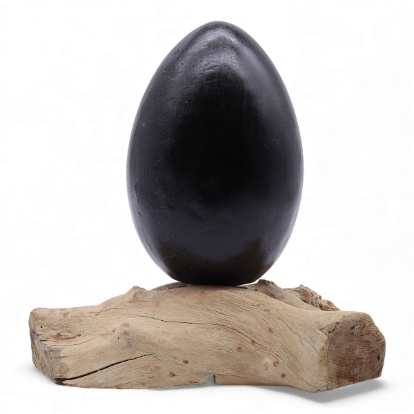 Black egg-shaped object on a piece of driftwood against a white background